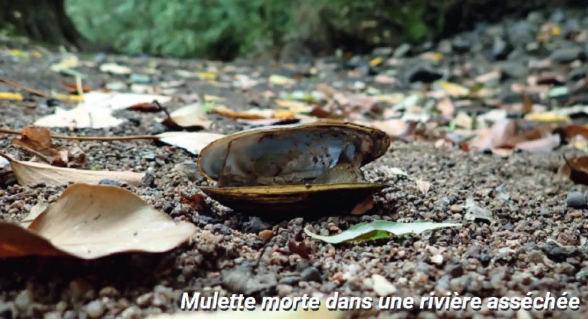 Mulette morte dans une rivière asséchée