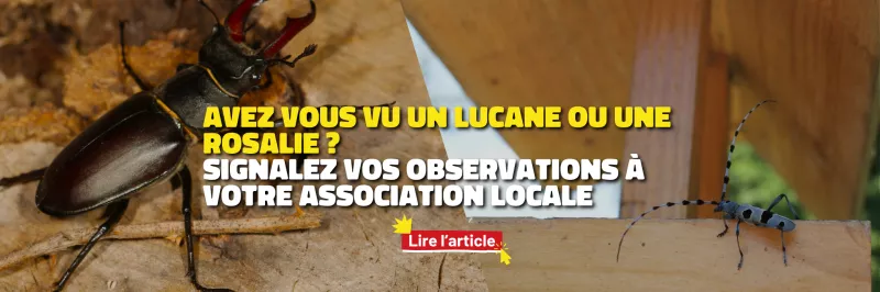 En quête d'insecte