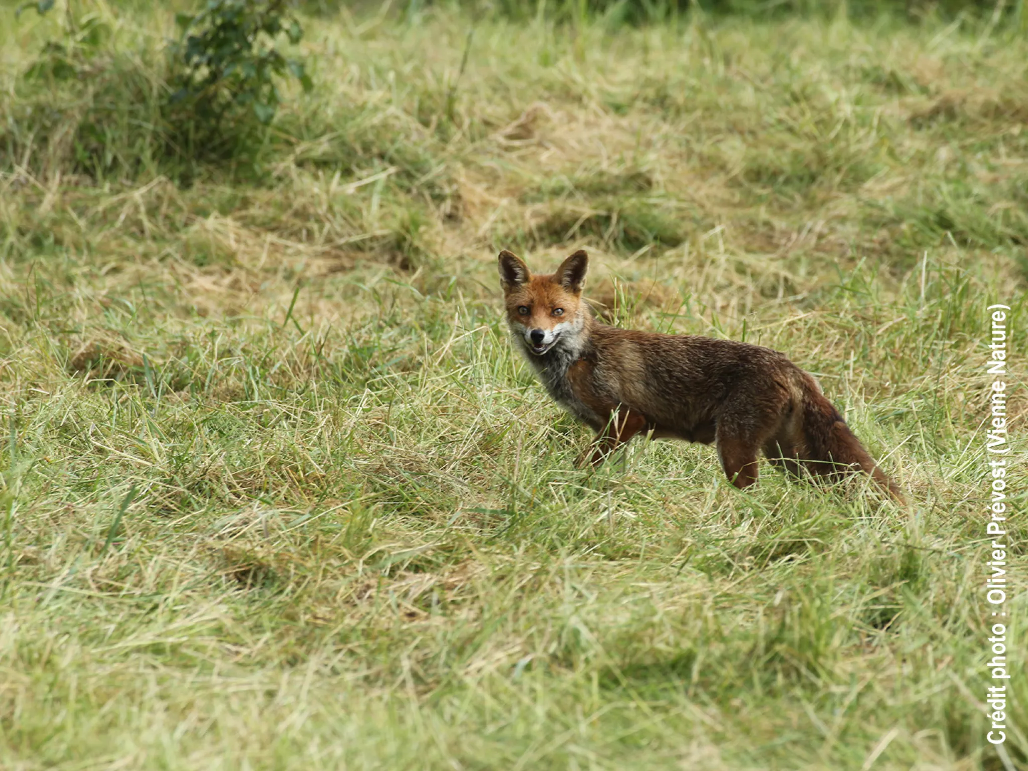 photo de renard roux