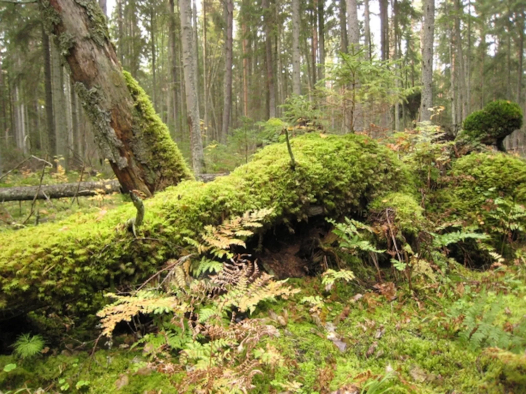 Stratégie Régionale de la Biodiversité