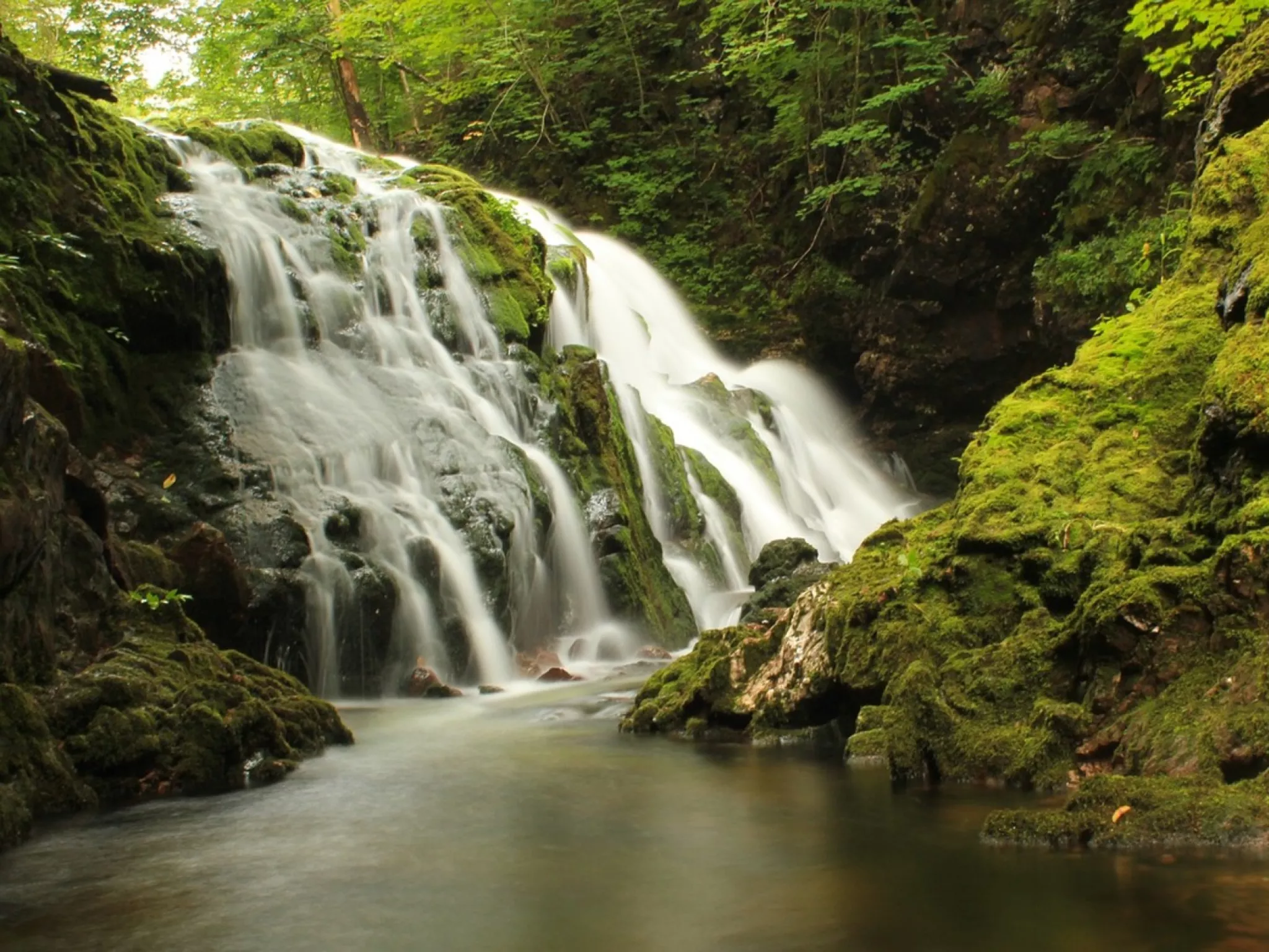 cascade dans une forêt