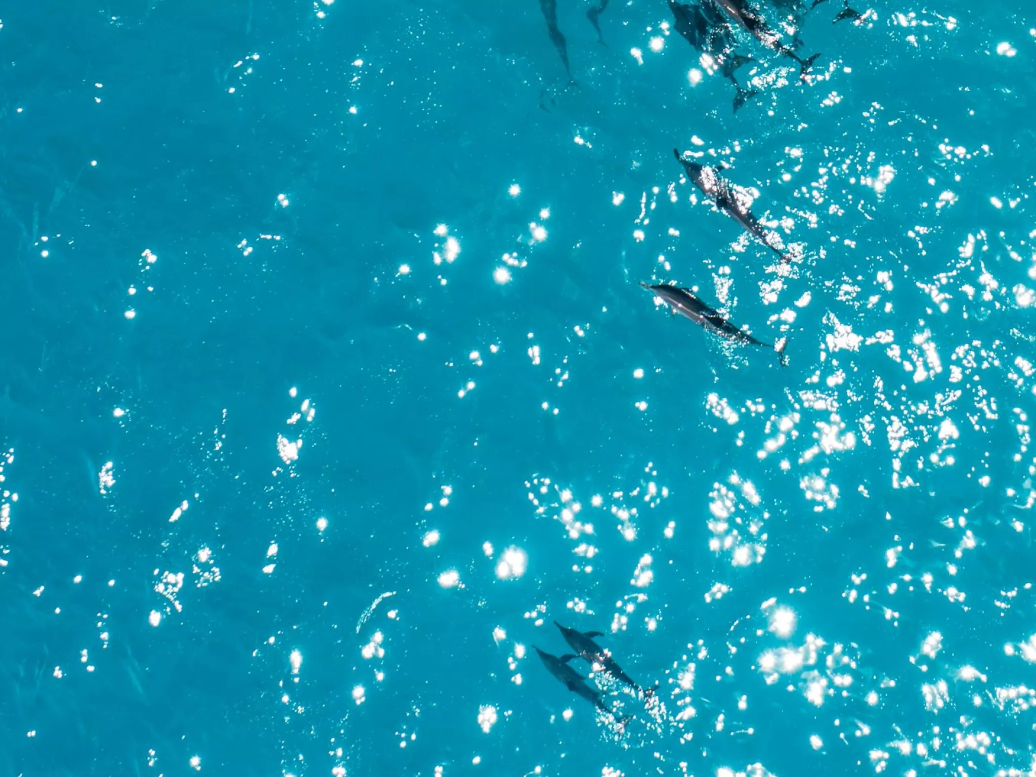 Mer et biodiversité (Unsplash)