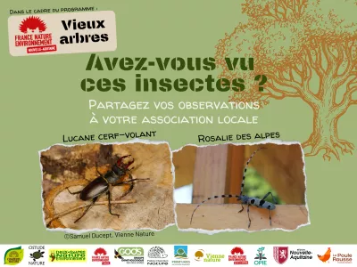 Enquête du Lucane et de la Rosalie des Alpes