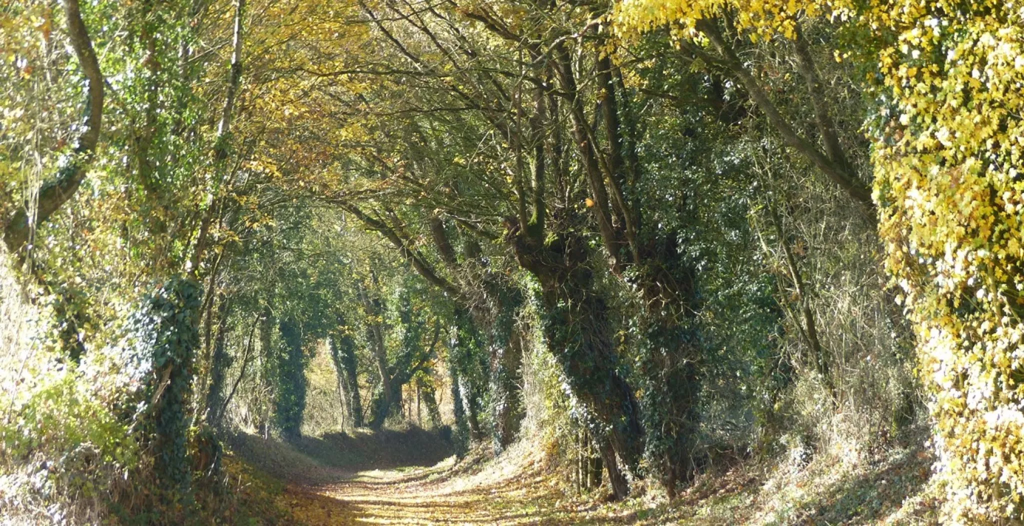 haie au bord d'un chemin