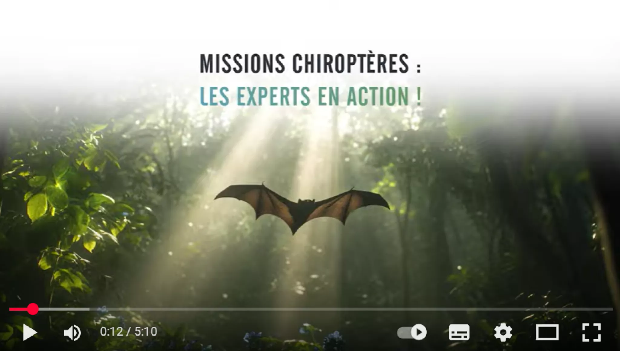 Vidéo 2 Fonds rhinos CCP