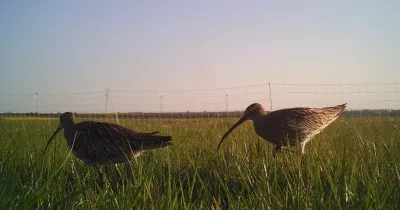 Courlis cendré - Groupe Ornithologique des Deux-Sèvres