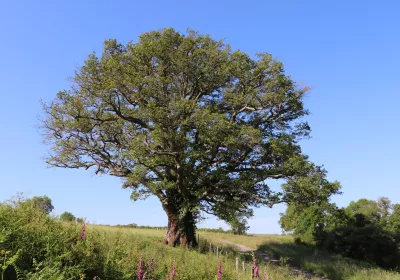 Chêne pédonculé - Thérèse Bois Rousseau, Vienne Nature